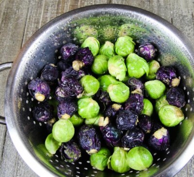 Brussels Sprouts Falstaff and Hilds Ideal 